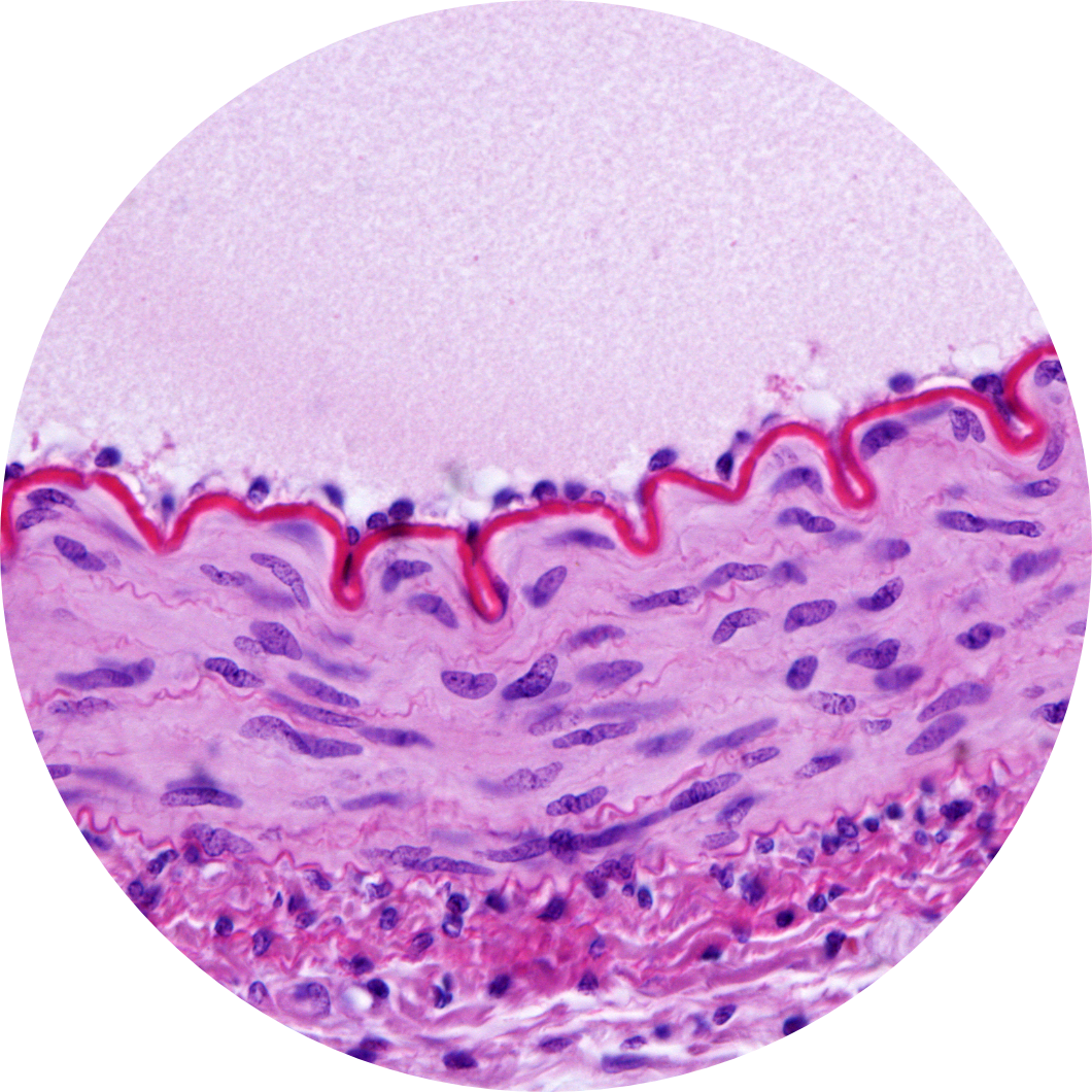Microscopic organ structure purple